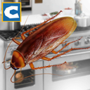 蟑螂模拟器游戏官方版(Cockroach Insect Simulator)