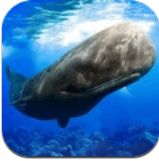 抹香鲸模拟器手游正版v1.0.1 最新版