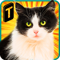 Street Cat Sim 2016街头猫咪模拟器官方版v1.3 最新版