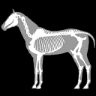 马匹解剖模拟器3d官方版3D Horse Anatomy Software