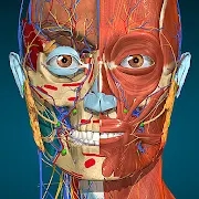 3D解剖�Wapp官方版(Anatomy Learning)v2.1.349 最新版