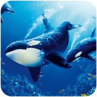 虎鲸模拟器无限金币版(The Killer Whale)v1.0.3 安卓版