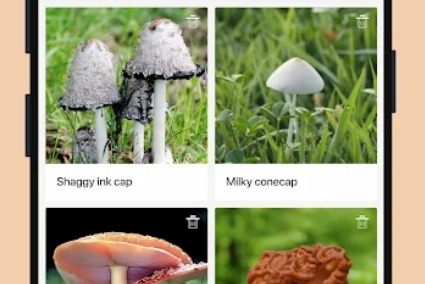ĢʶɨһɨappٷPicture Mushroom