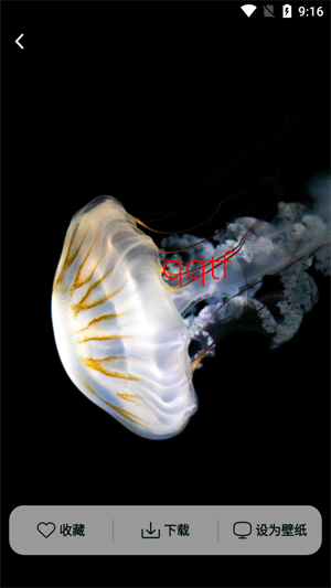 跃动壁纸app最新版 跃动壁纸app最新版