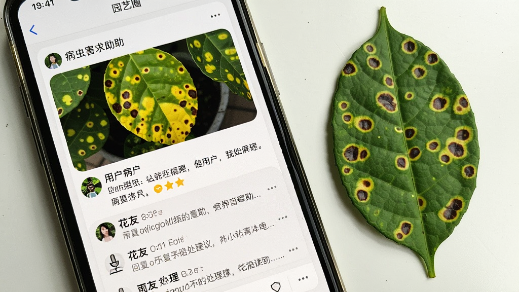 һ��չʾ԰��ȦAPP���溦�������ӵ��ֻ���ͼ���ֻ���Ļ����ʾһ��ֲ��ҶƬ���ƴ��ߵ����Ƭ���·����û���������֢״���������ж������ѻظ������������飬�����԰�ɫ����Ϊ�������ӿ�Ƭ��Բ����ƣ��ֻ��Ա߷���һƬ��ʵ�Ĵ��ߵ�ҶƬ��Ϊ���գ������ʵ��Ȼ�������������޶���Ԫ��