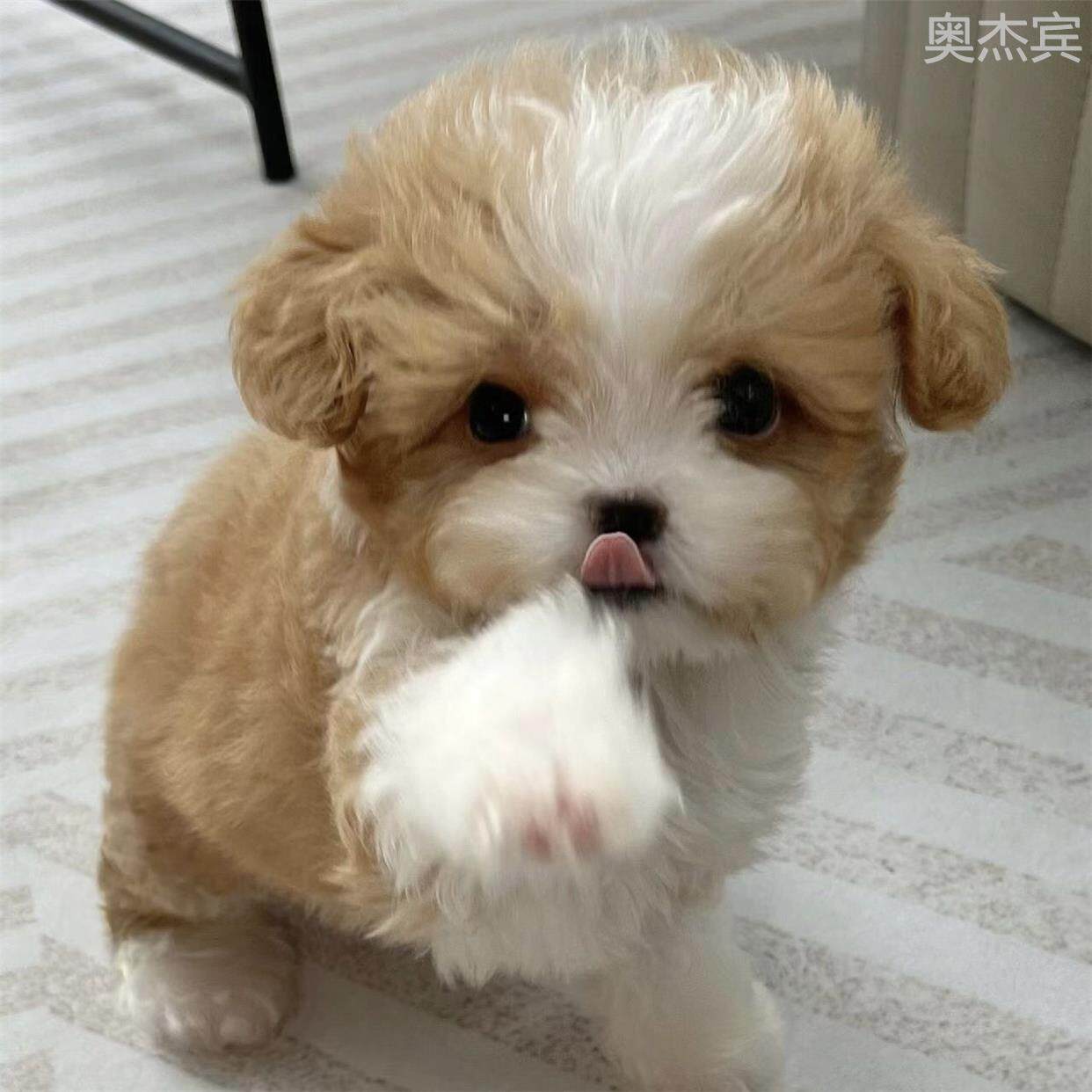 ����˵����������ԭ�Ƽ�����׿�� �����ͼ
