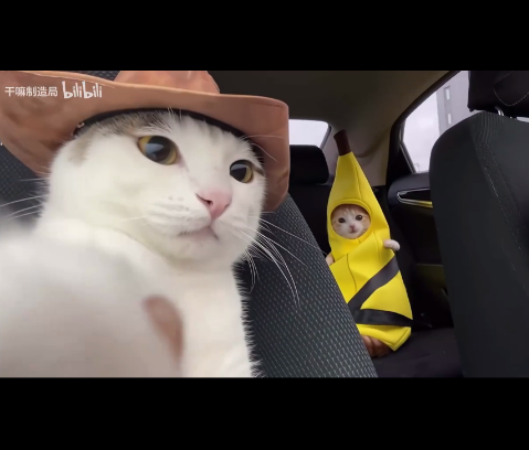 99��Ƶ������app�ֻ���