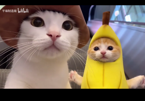 y31s高清国产播放器app手机版 y31s高清国产播放器app手机版