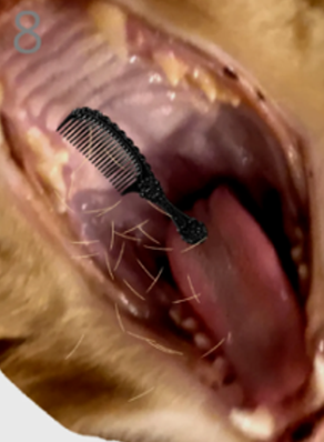 ��è��ë��Ϸ�ֻ���