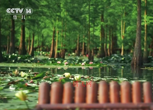 ���ǵ���TV��app