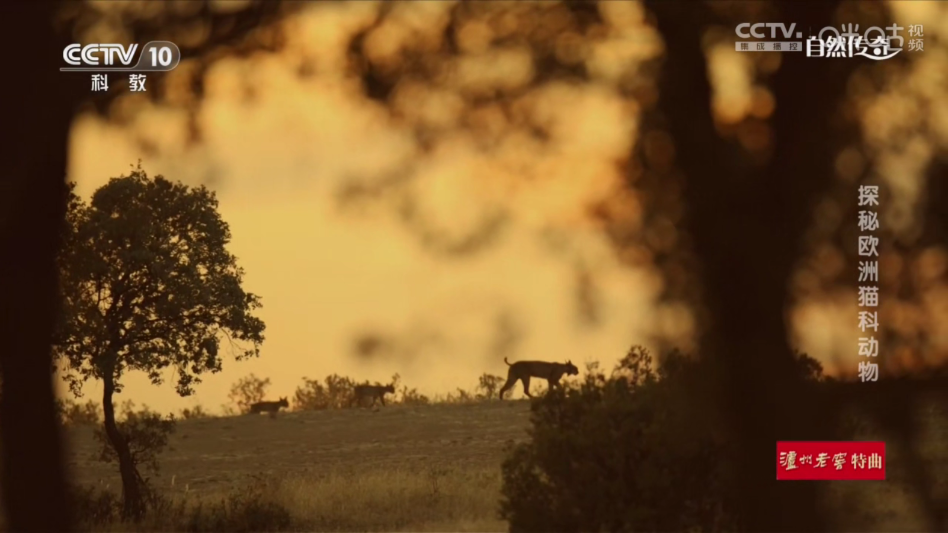 ���书��TV���Ӱ�appv241108 ���°�