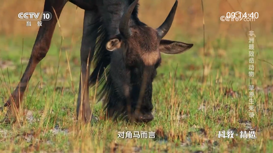 宽带直播TV版官方版v1.1 最新版