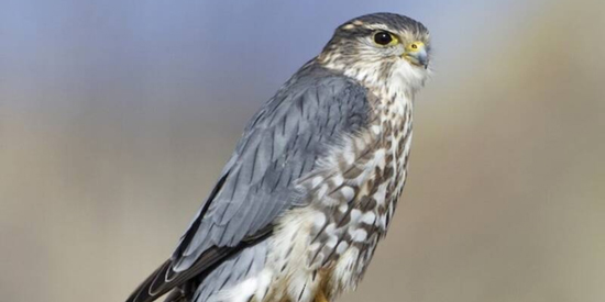 Merlin����ʶ��app�ٷ���(Merlin Bird ID)