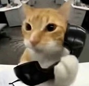 橘猫三角洲自动跑刀app最新版v0.3.76 官方版