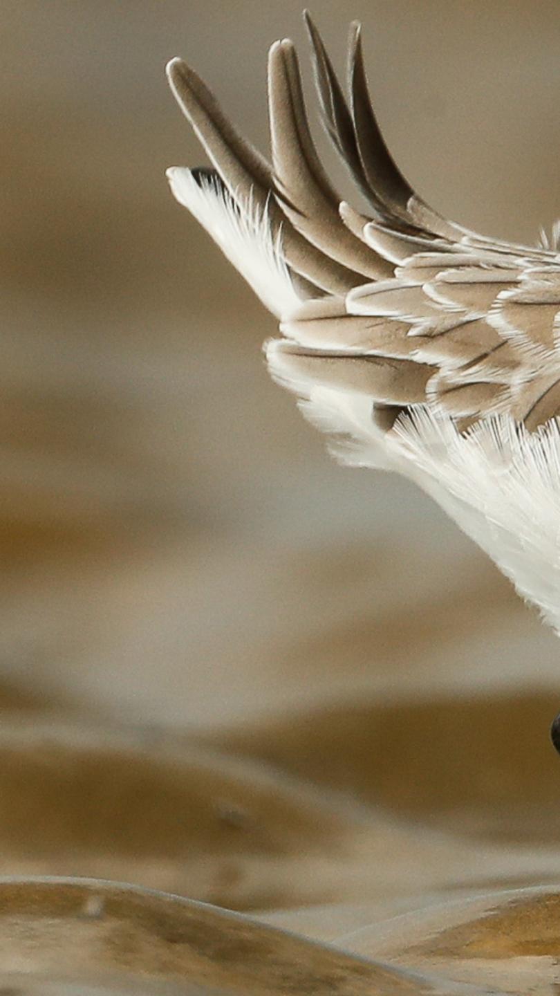 Merlin����ʶ��app�ٷ���(Merlin Bird ID)v3.12.1 ��׿��