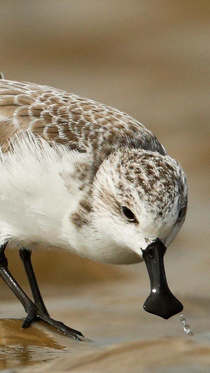 Merlin����ʶ��app�ٷ���(Merlin Bird ID)v3.12.1 ��׿��