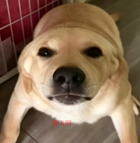 大狗大狗叫叫叫玩梗版 大狗大狗叫叫叫玩梗版