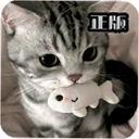 AvvtgklzmgmӦ�ö��Ṥ��appvB1.00 �ֻ���